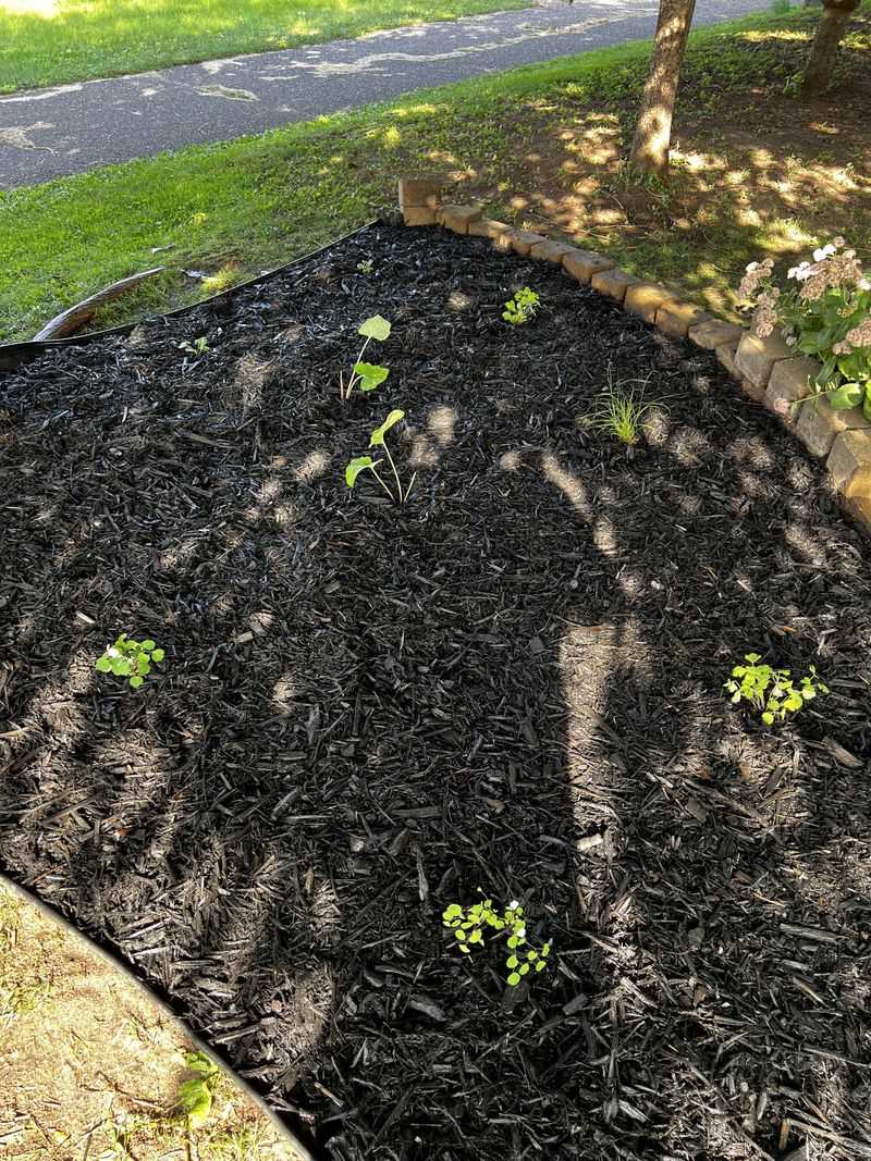 The Backyard Clues A Brown Thrasher Leaves Behind