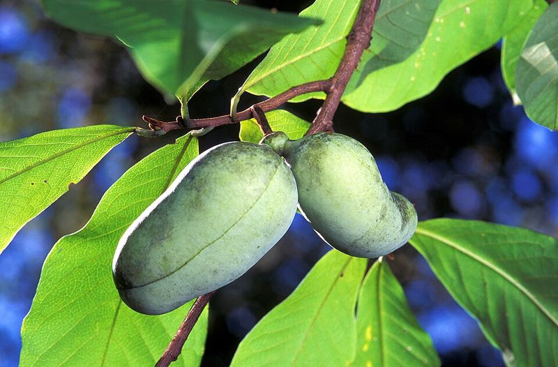The Backyard Tree Hiding In Plain Sight