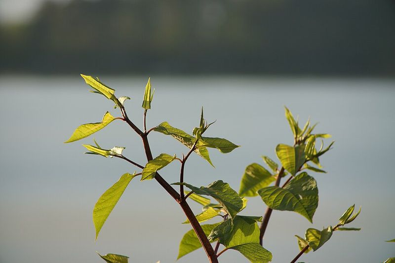 The Bamboo Impostor With Hollow, Speckled Canes
