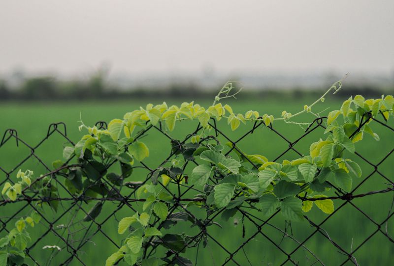 The Barbed Asian Vine Behind The Trouble