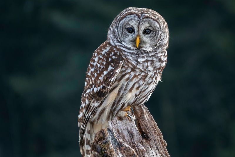 The Barred Owl Call You May Hear After Dark The Barred Owl Call You May Hear After Dark