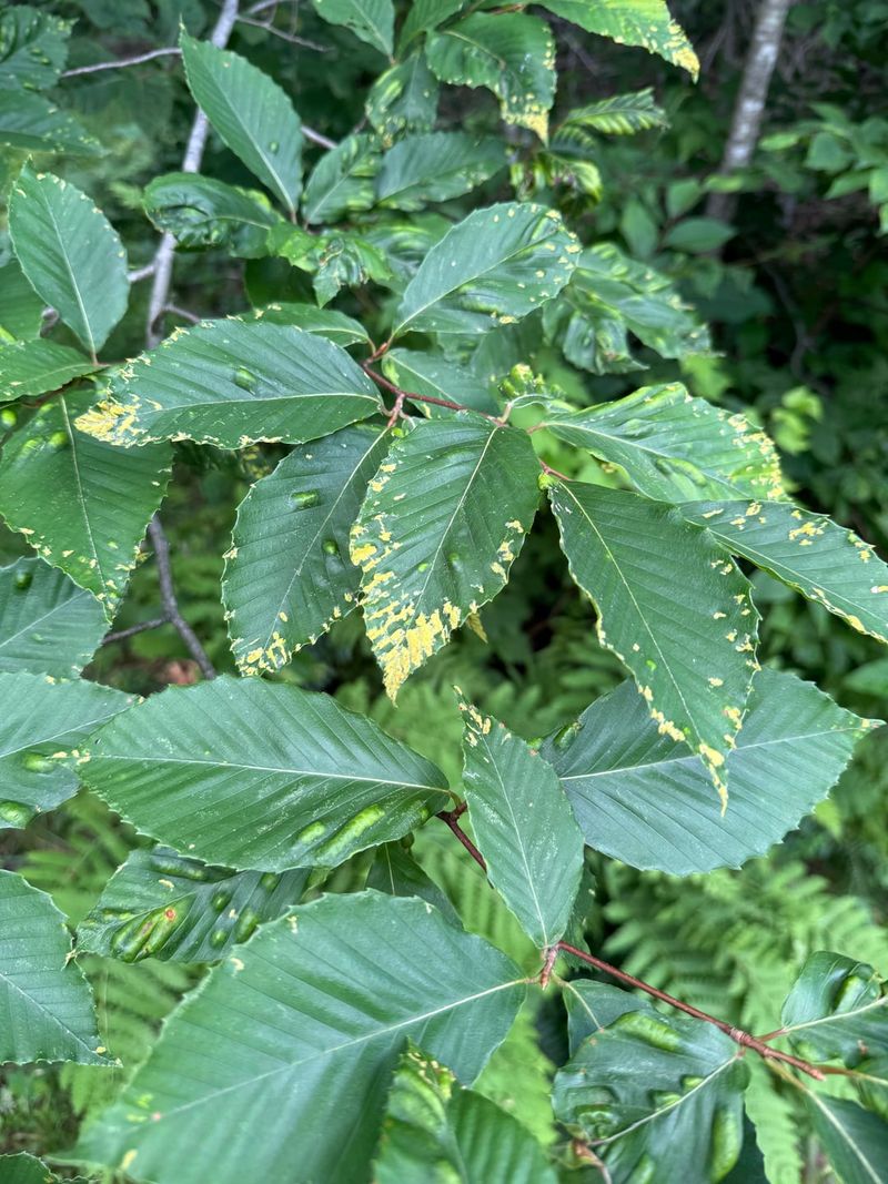 The Beech Leaf Disease Nematode Behind The Banding The Beech Leaf Disease Nematode Behind The Banding