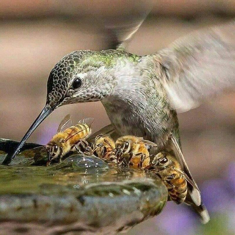 The Bees And Birds That Keep It Going The Bees And Birds That Keep It Going