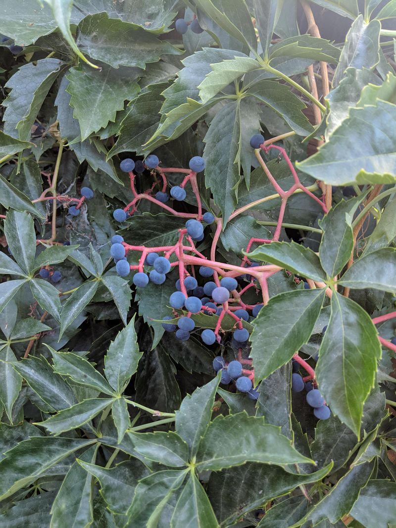 The Berries Are Toxic To People And Pets The Berries Are Toxic To People And Pets