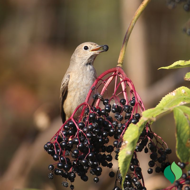 The Berries Feed Birds The Berries Feed Birds