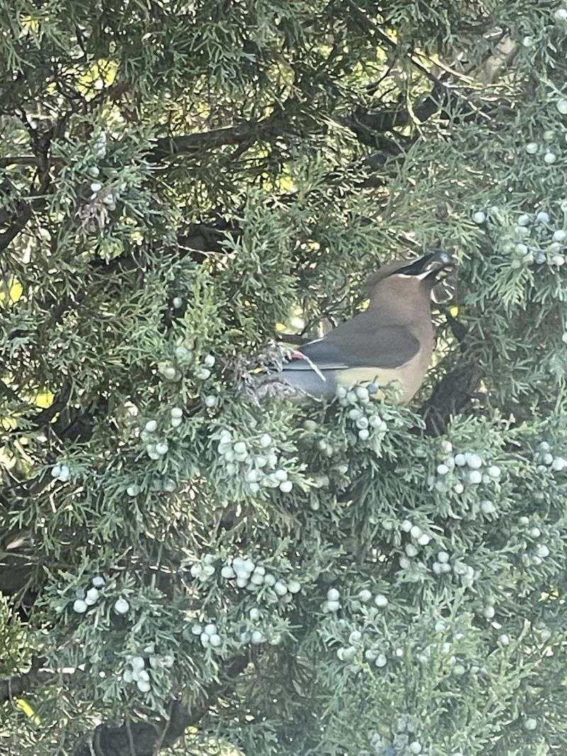 The Berries Feed Songbirds Too The Berries Feed Songbirds Too