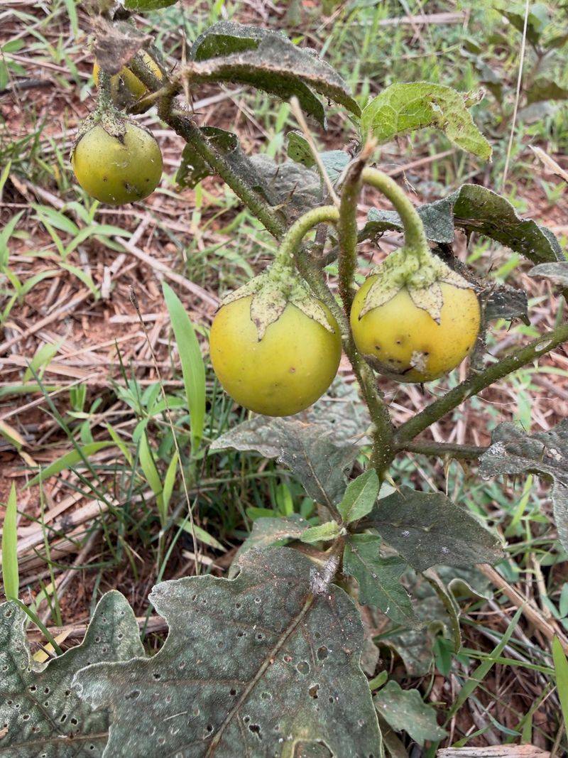 The Berries Turn Yellow As They Ripen