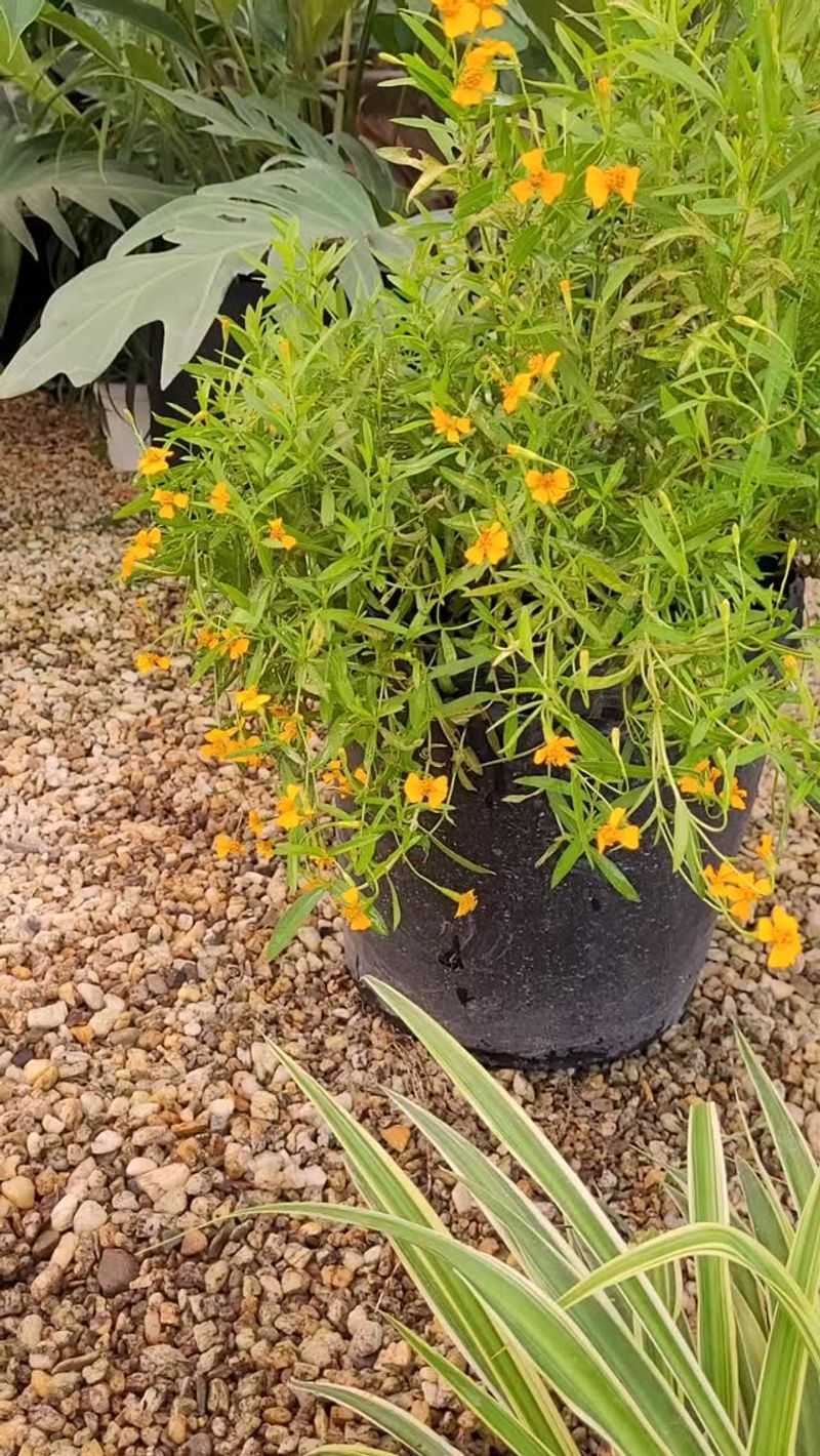 The Best Planting Windows For Florida Growing Zones