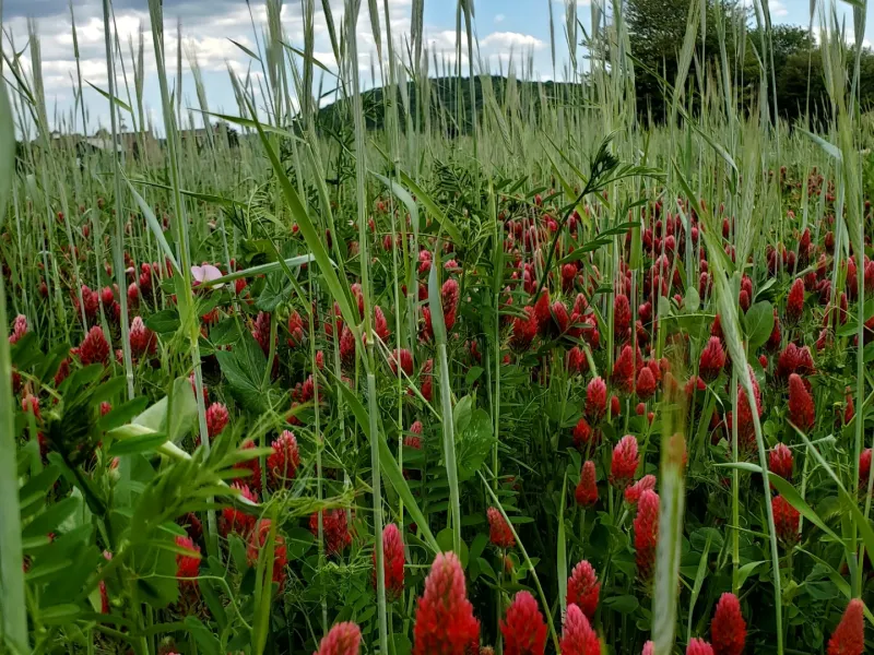 The Best Seed Choices For Indiana Beds