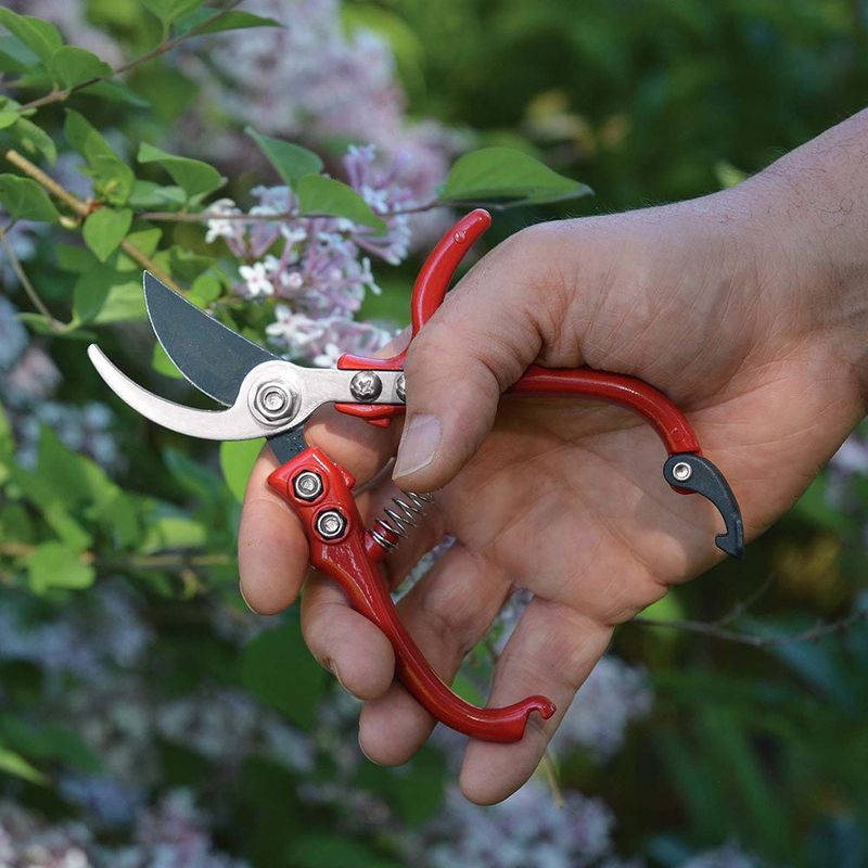 The Best Way To Deadhead Texas Lilac The Best Way To Deadhead Texas Lilac