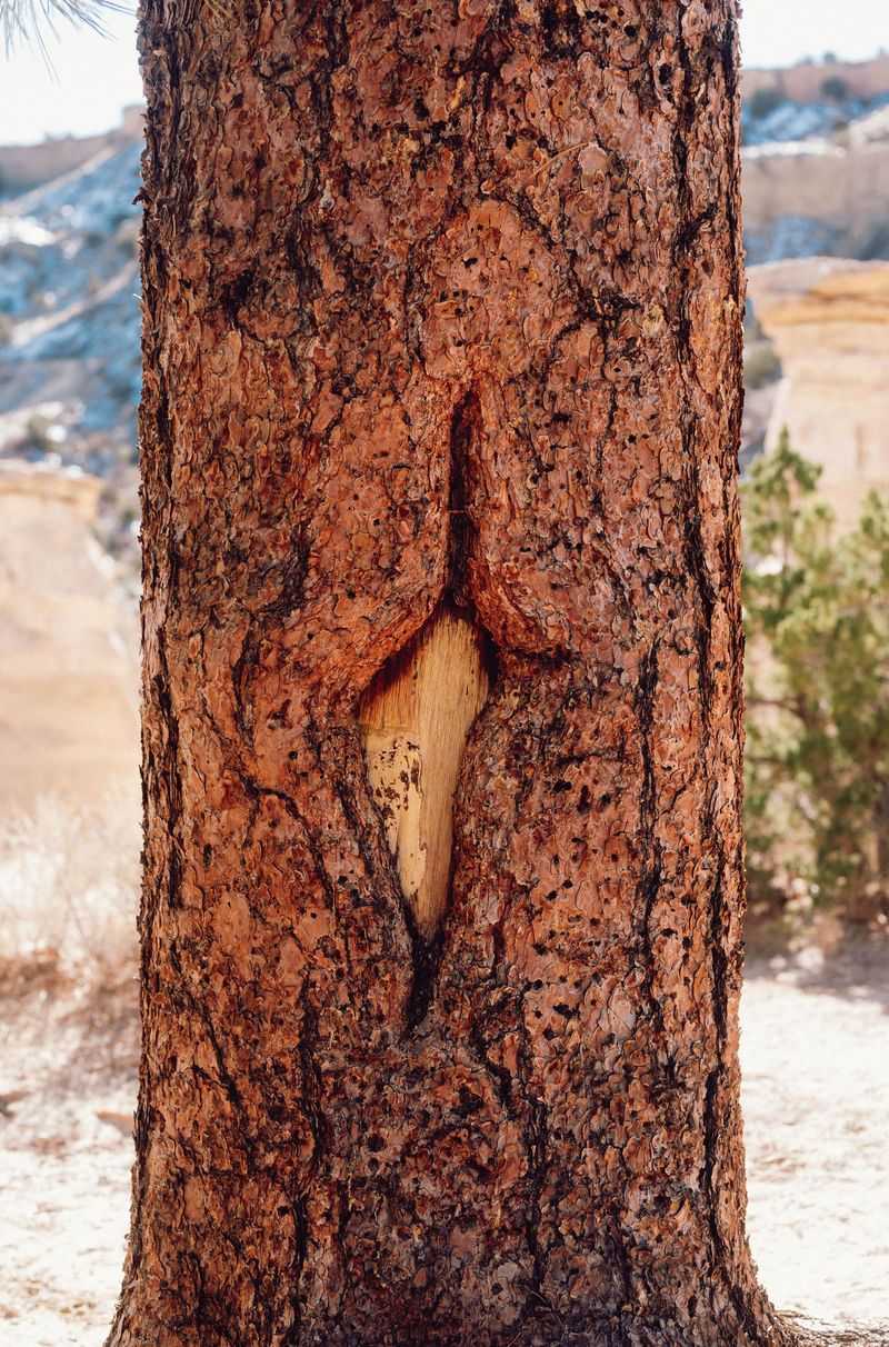 The Big Mistake Of Cutting Every Scarred Tree