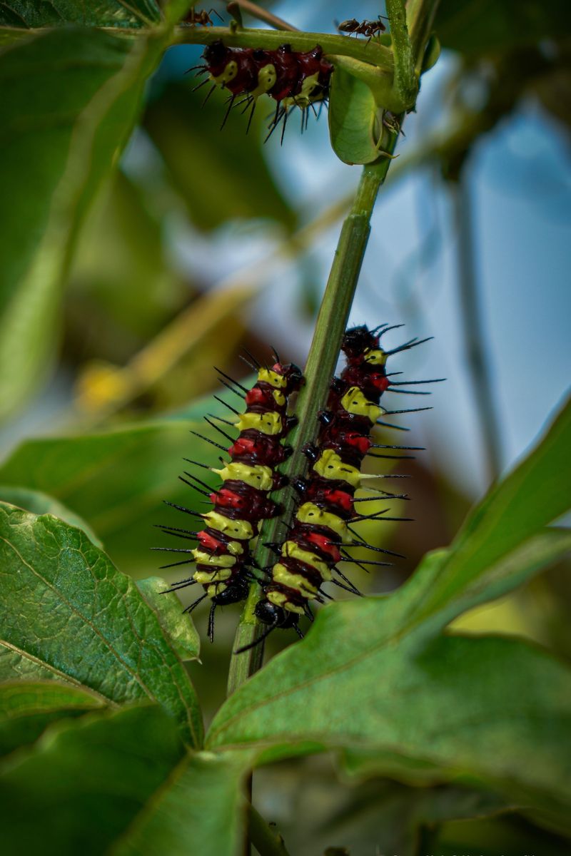 The Big Mistake Of Picking Off Spiky Orange Caterpillars The Big Mistake Of Picking Off Spiky Orange Caterpillars