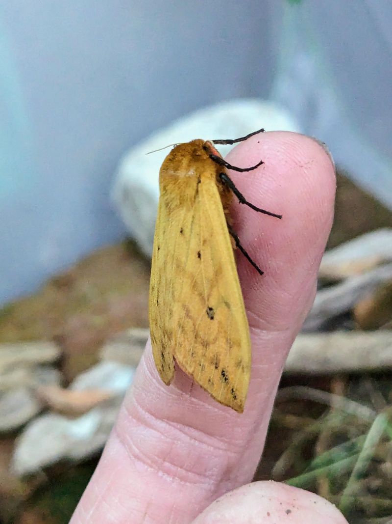 The Bigger Picture Behind A Single Fuzzy Visitor