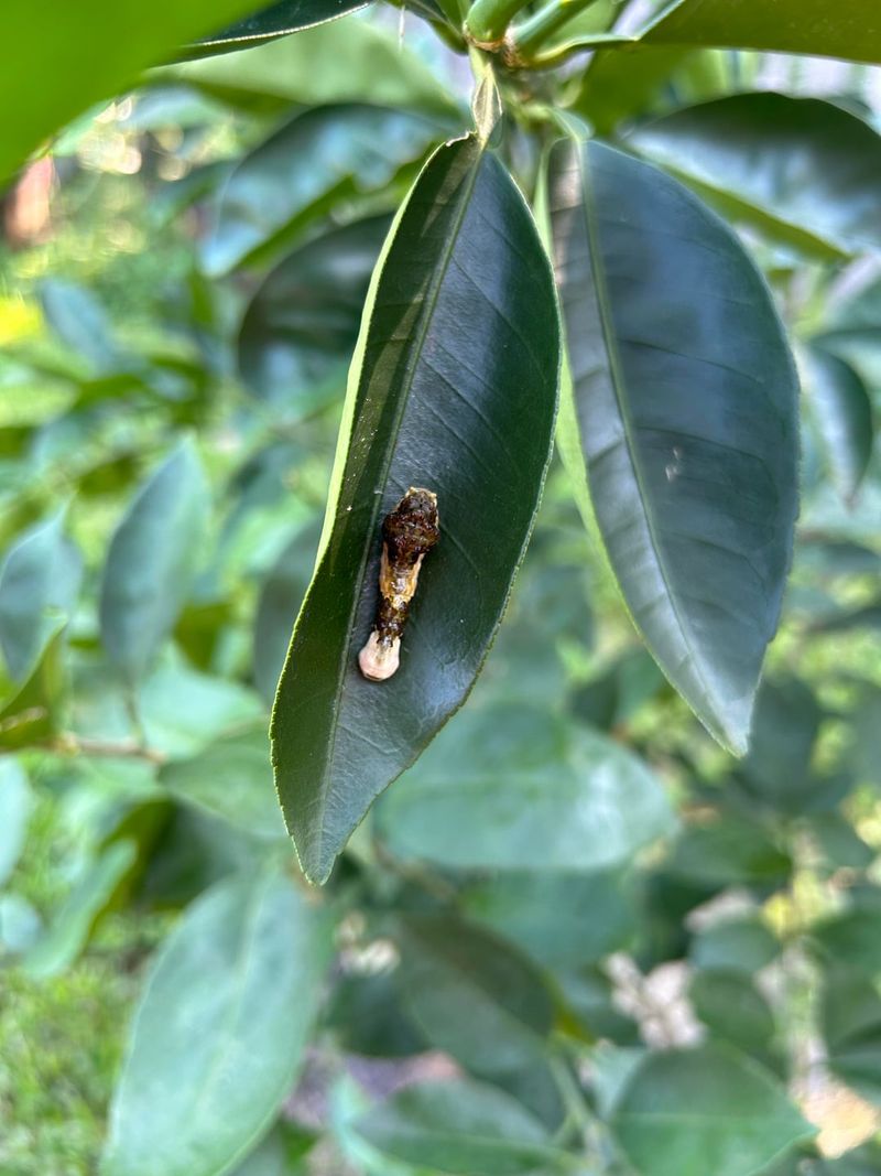 The Bird-Dropping Impostor Hiding On Your Leaves