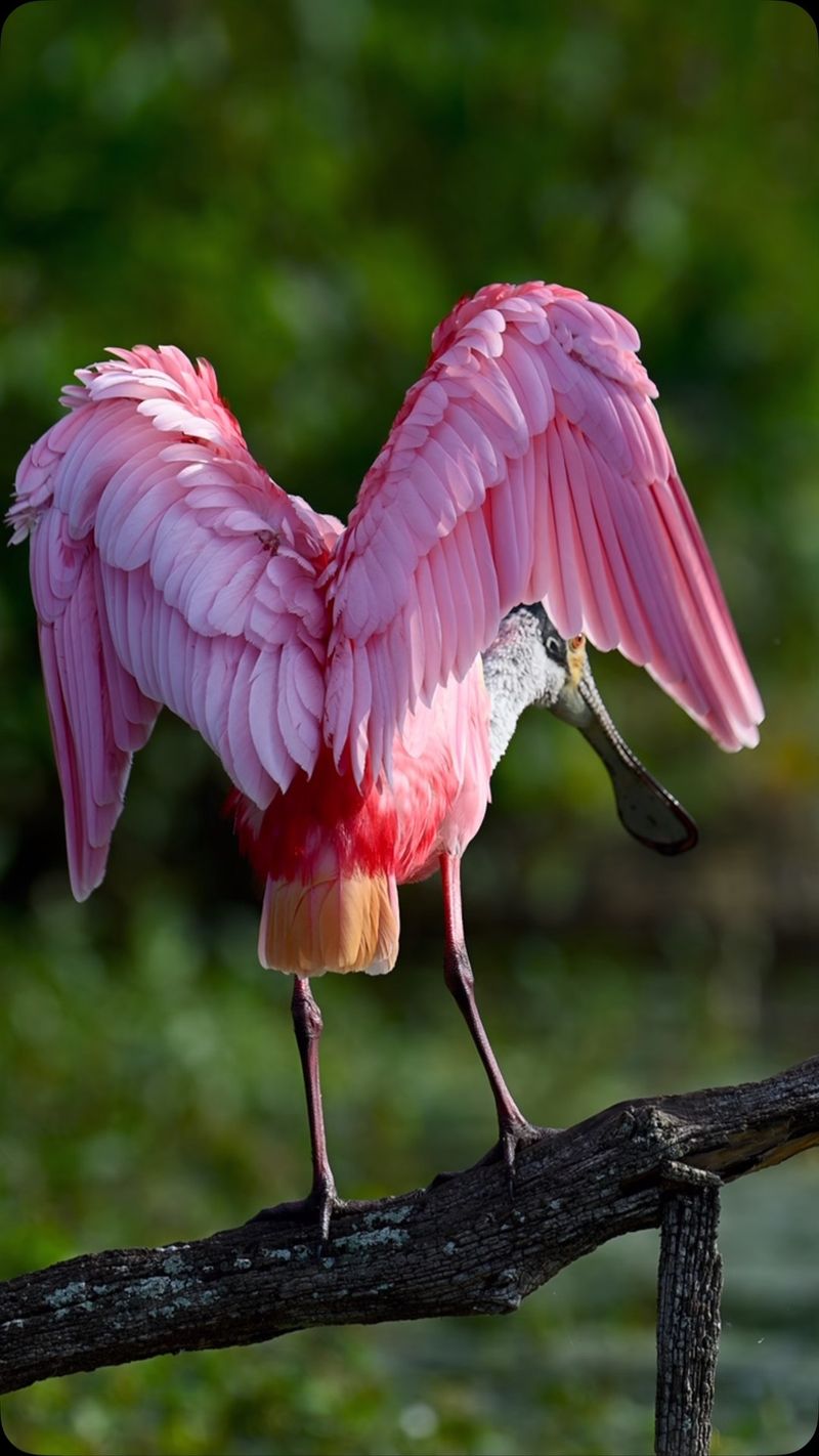 The Bird Is Using Your Yard As A Temporary Stop