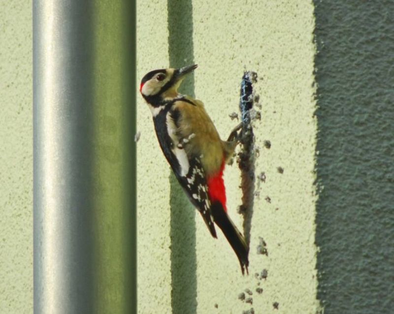The Bird May Be Looking For Insects The Bird May Be Looking For Insects