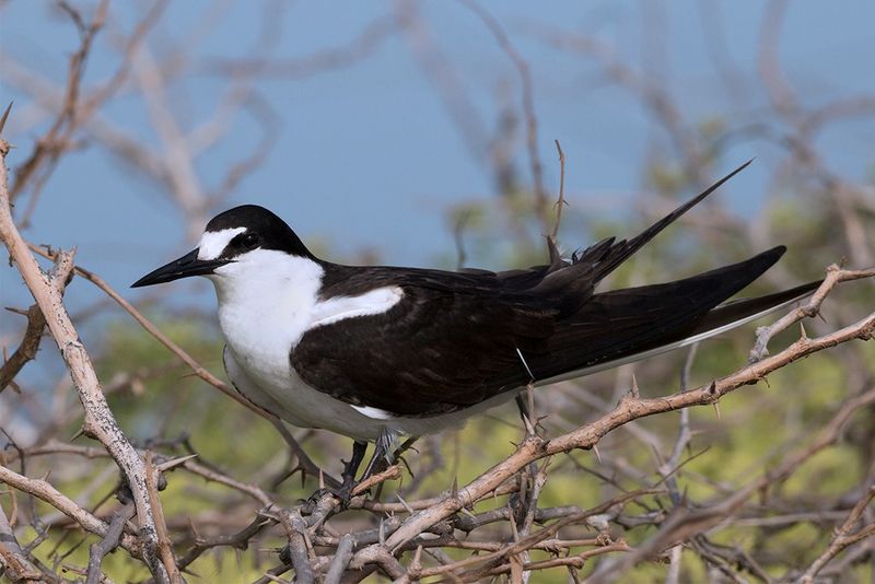 The Birds Most Likely To Turn Up The Birds Most Likely To Turn Up