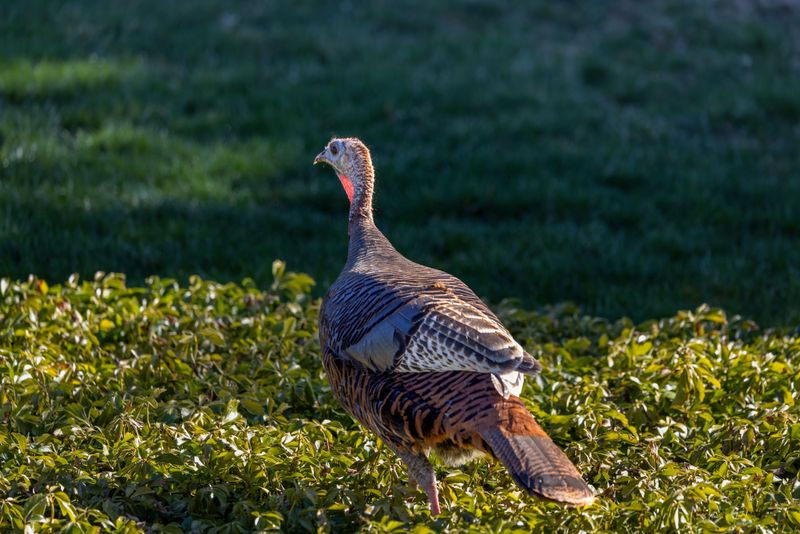 The Birdseed Mistake Many Homeowners Make The Birdseed Mistake Many Homeowners Make