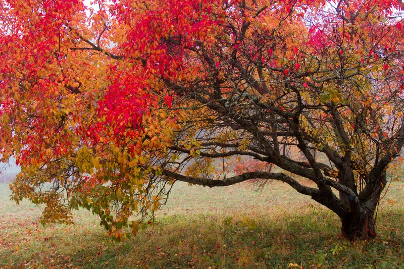 The Black Gum Color Calendar In New Jersey