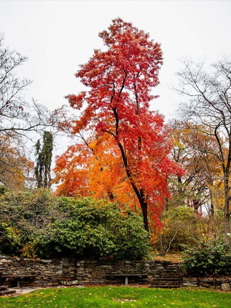The Bloom Clock And The September Color Shift