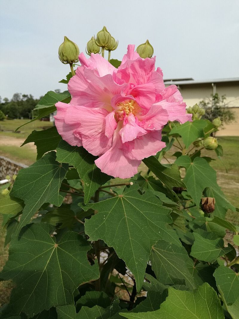 The Bloom That Rewrites Itself Before Sundown