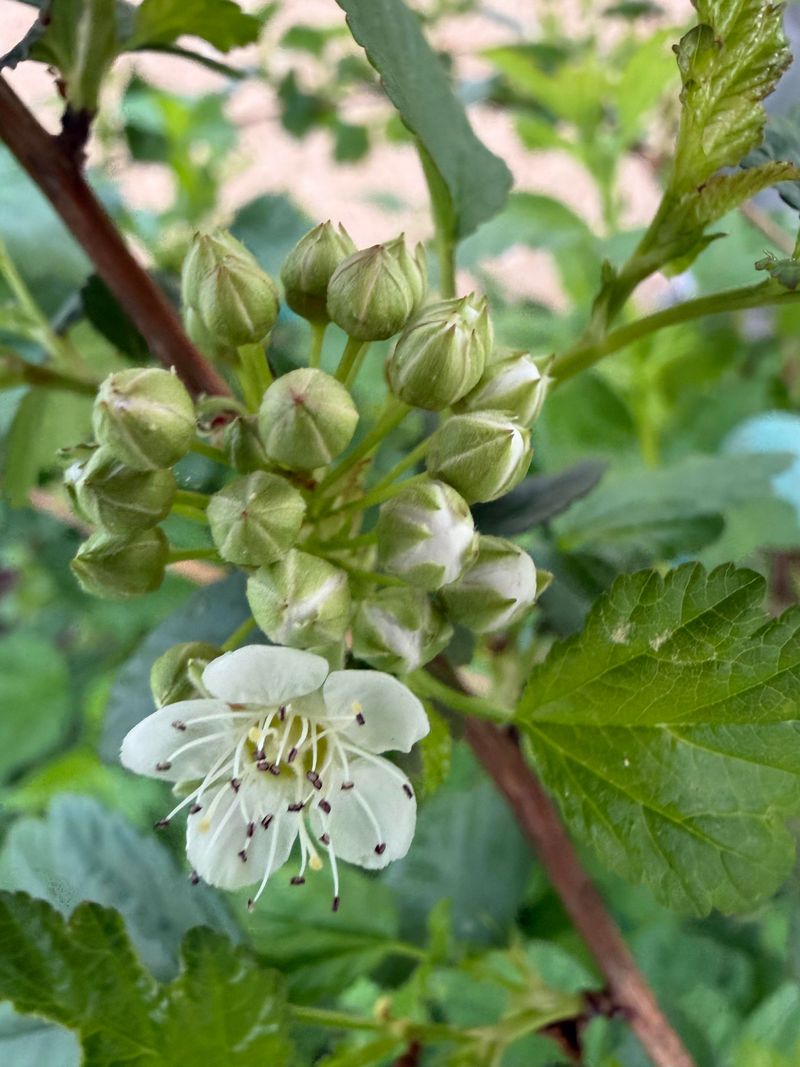 The Blooms And Bark That Make It Stand Out The Blooms And Bark That Make It Stand Out