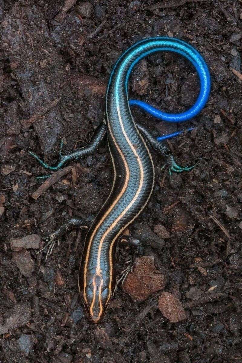 The Blue Tail Helps Distract Predators