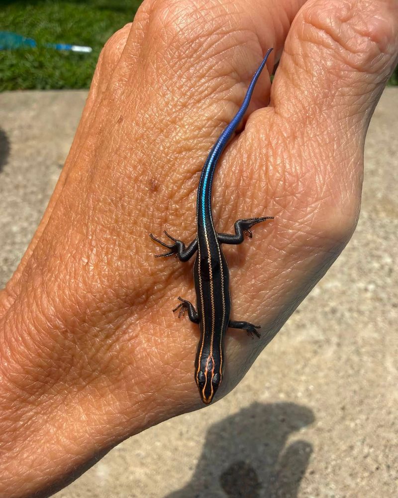 The Blue-Tailed Lizard Helping Your Pennsylvania Garden