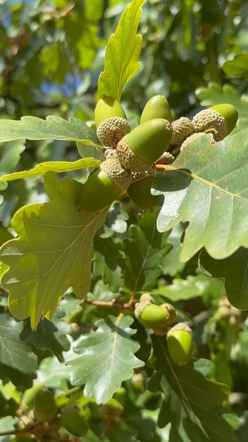 The Boom Years Behind Missouri's Heavy Acorn Drop The Boom Years Behind Missouri's Heavy Acorn Drop