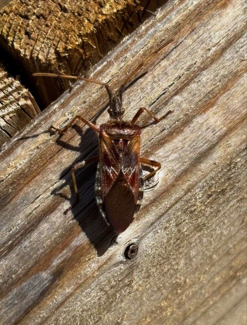 The Brown Body Can Resemble A Stink Bug