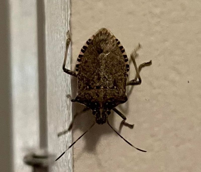 The Brown Marmorated Stink Bug On Your Siding