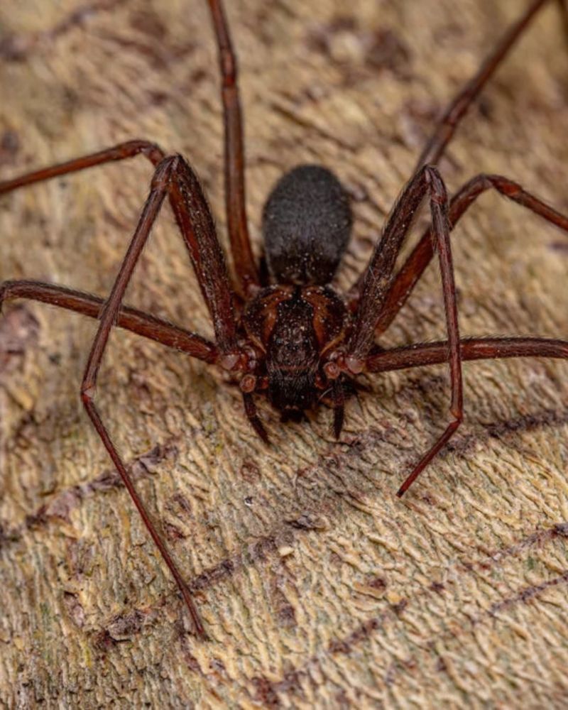 The Brown Recluse Behind Most Missouri Home Sightings