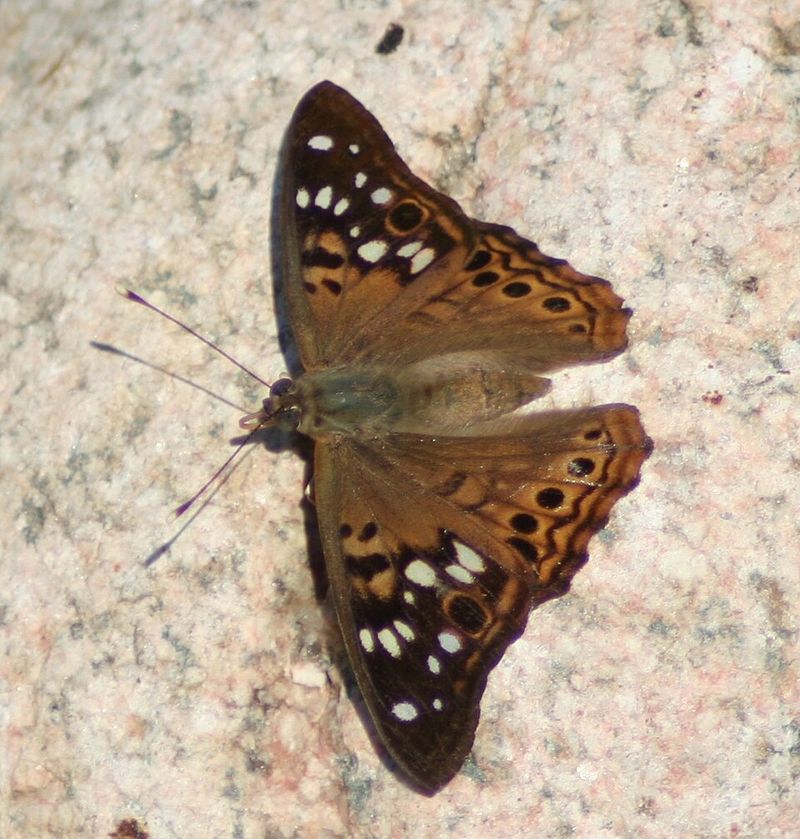 The Brushfoot Known As The Hackberry Emperor The Brushfoot Known As The Hackberry Emperor