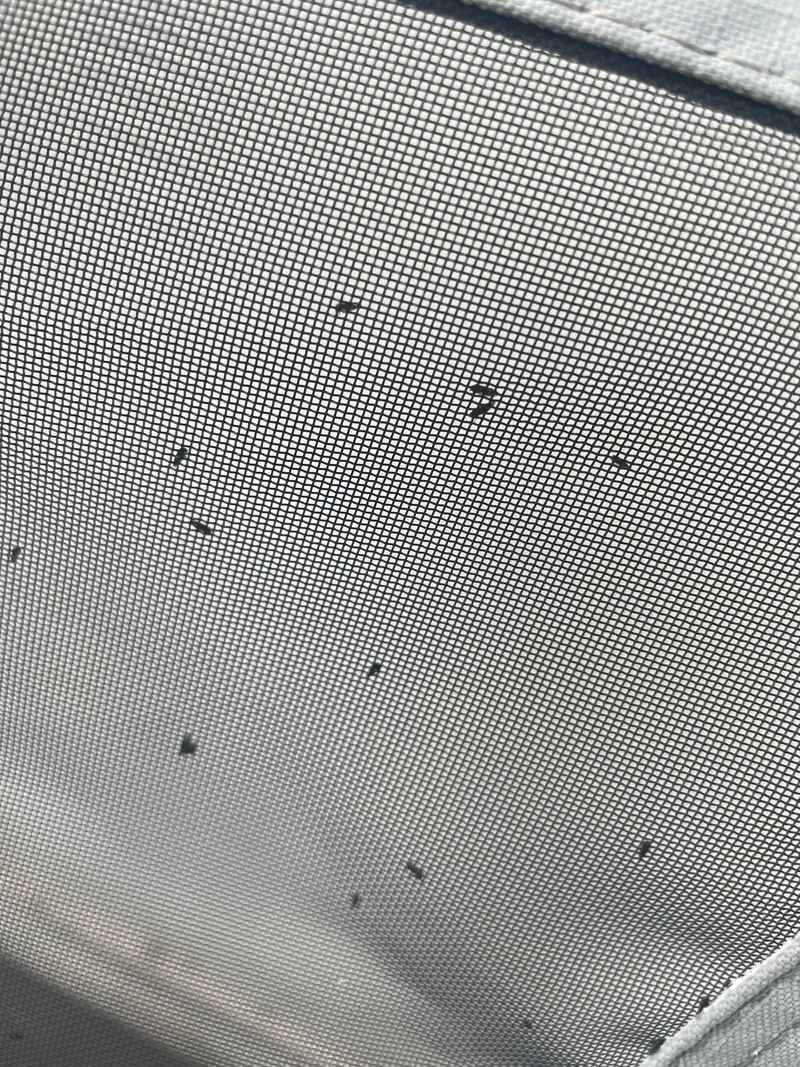 The Bug Spray Mistake Inside The House The Bug Spray Mistake Inside The House