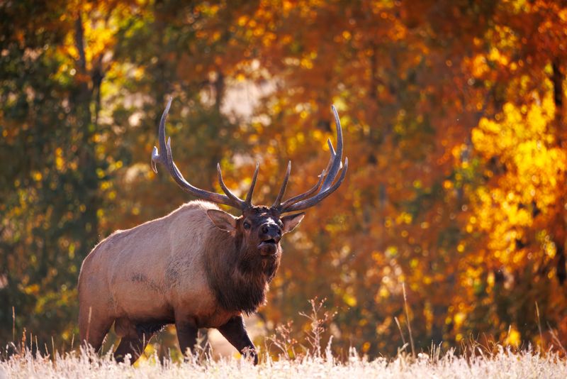 The Bugle That Signals The Season Has Turned The Bugle That Signals The Season Has Turned