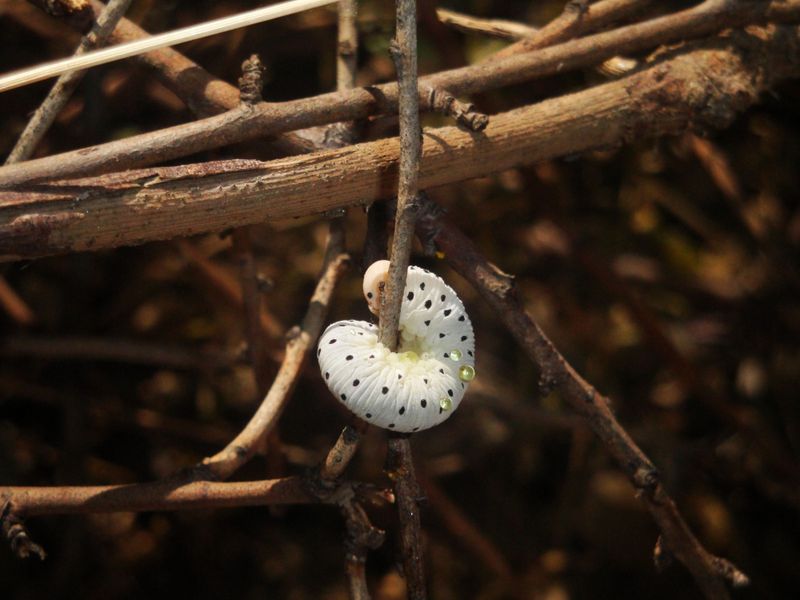 The Bugs And Grubs Keep Showing Up