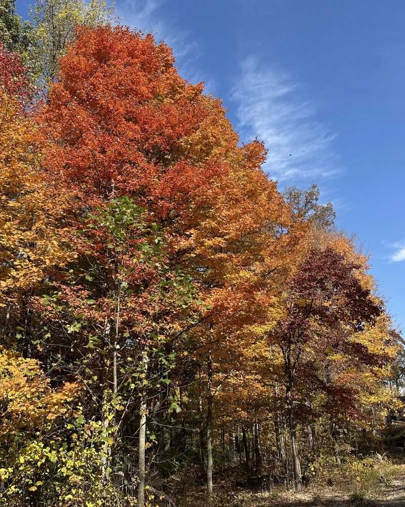 The Calendar Clue Of Early Autumn Color The Calendar Clue Of Early Autumn Color