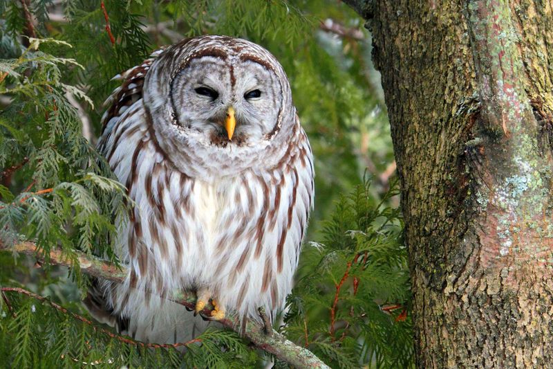 The Call Can Reveal The Species