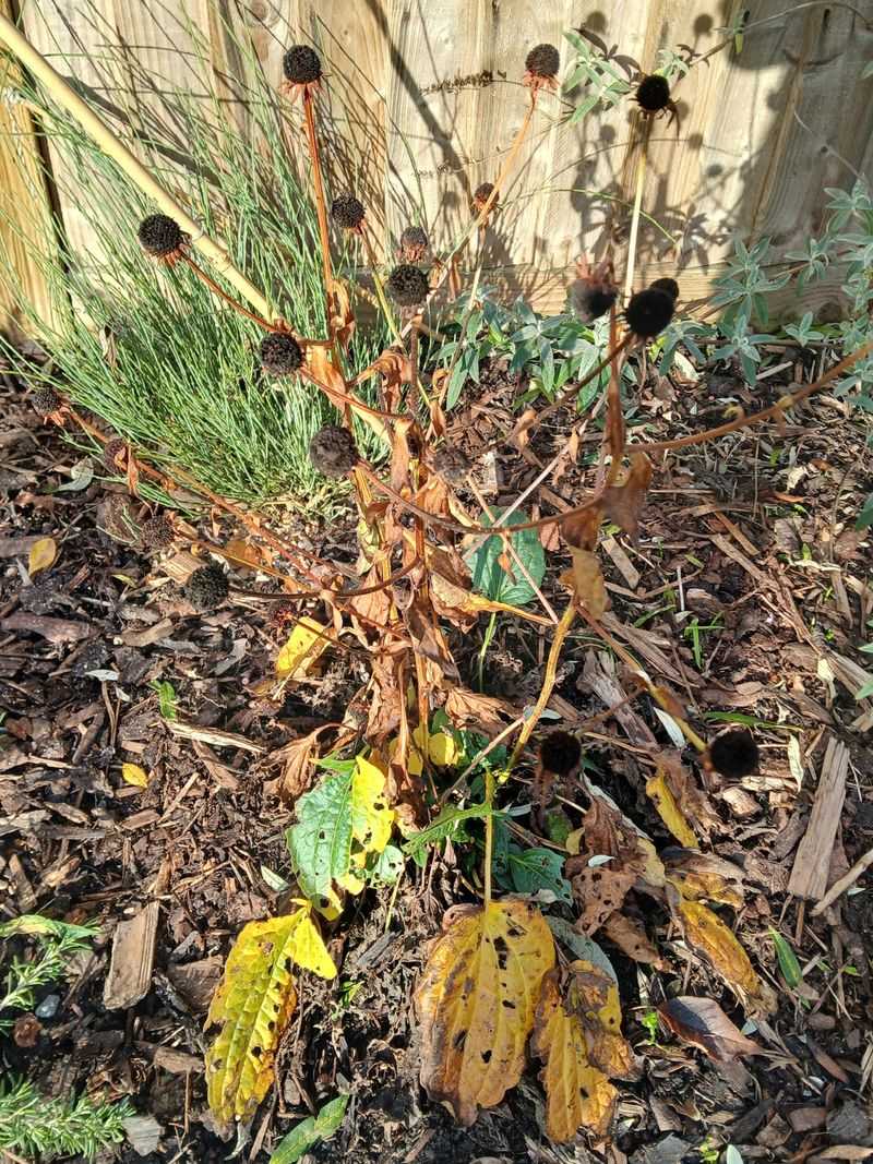 The Case For Standing Stems In Autumn Beds The Case For Standing Stems In Autumn Beds