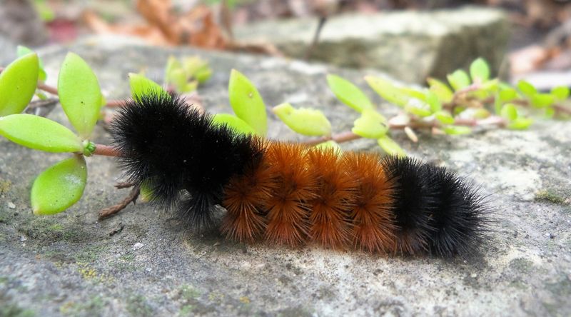 The Caterpillar Is Not Predicting The Winter Weather The Caterpillar Is Not Predicting The Winter Weather