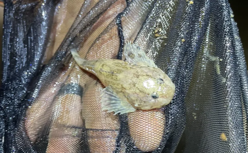 The Challenge Of Studying Cave Fish