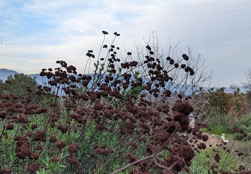 The Change Signals Seed Not Disease