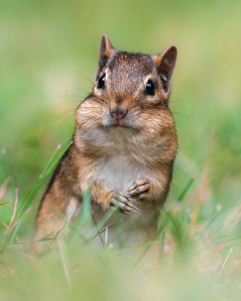 The Cheek Pouches Are Built For Collecting Food The Cheek Pouches Are Built For Collecting Food