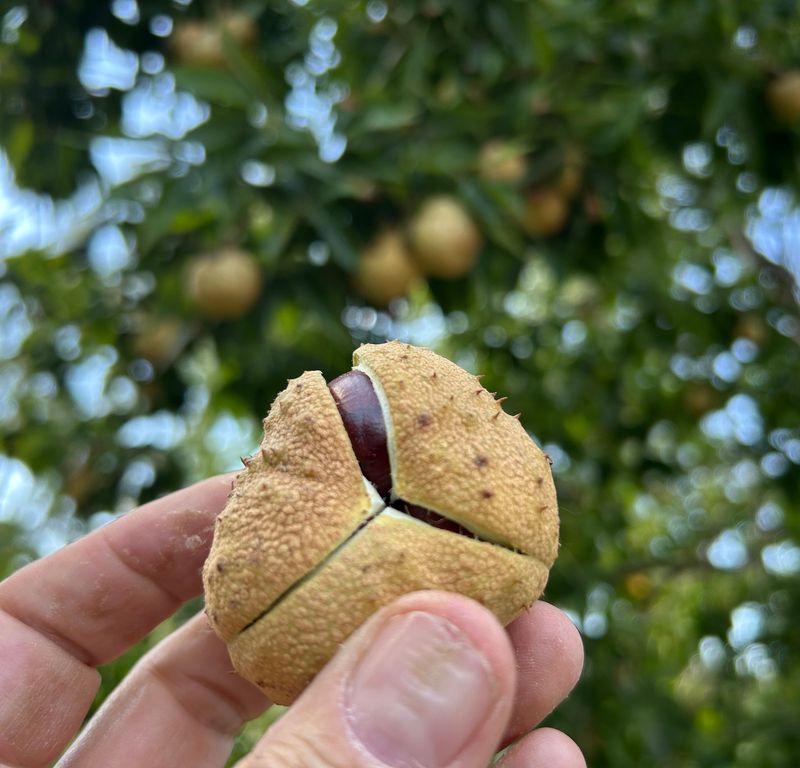 The Chestnut Mix-Up