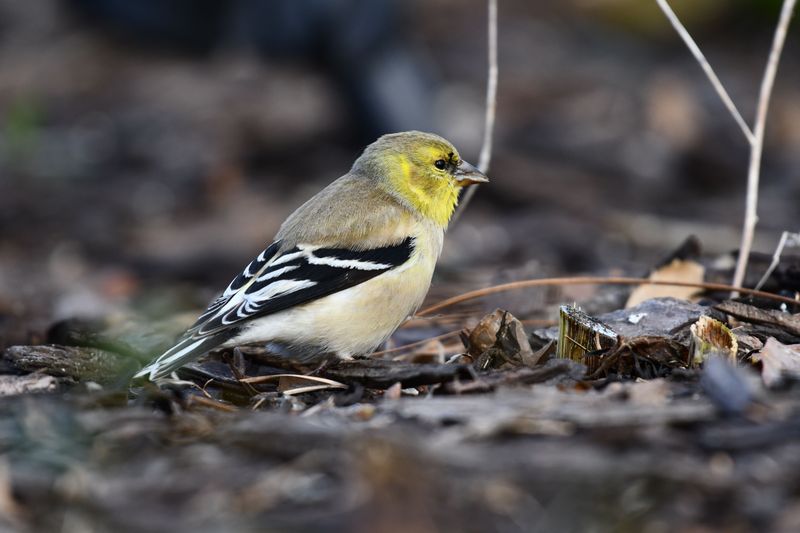 The Classic Mix-Up Over Missing Goldfinches