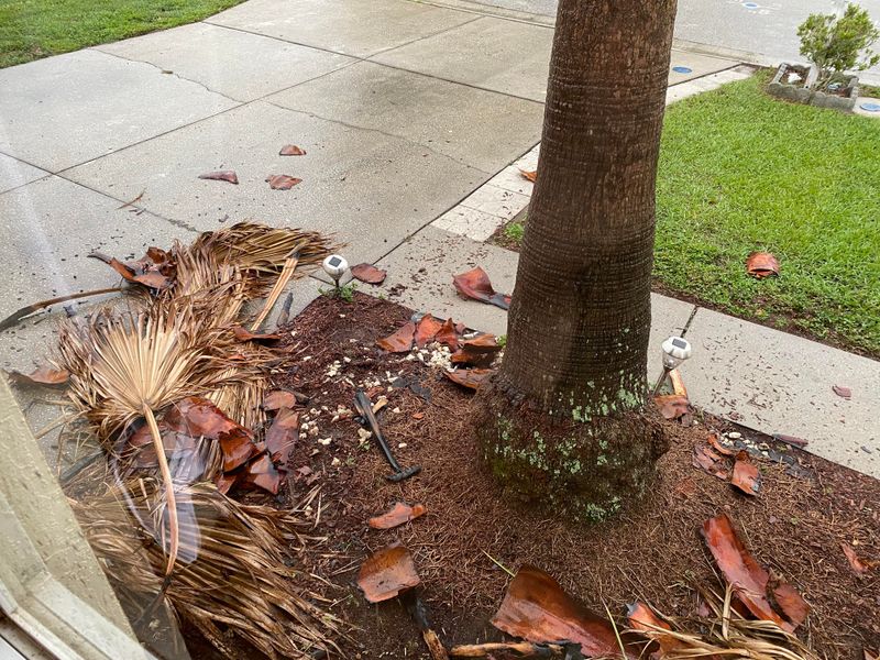 The Cleanup Habit That Quietly Sets Palms Back The Cleanup Habit That Quietly Sets Palms Back