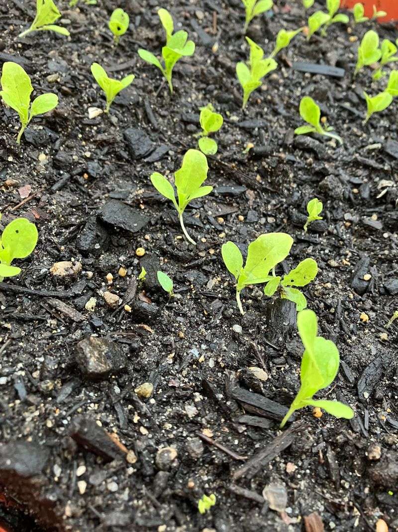 The Closing Date Illinois Gardeners Need To Circle The Closing Date Illinois Gardeners Need To Circle