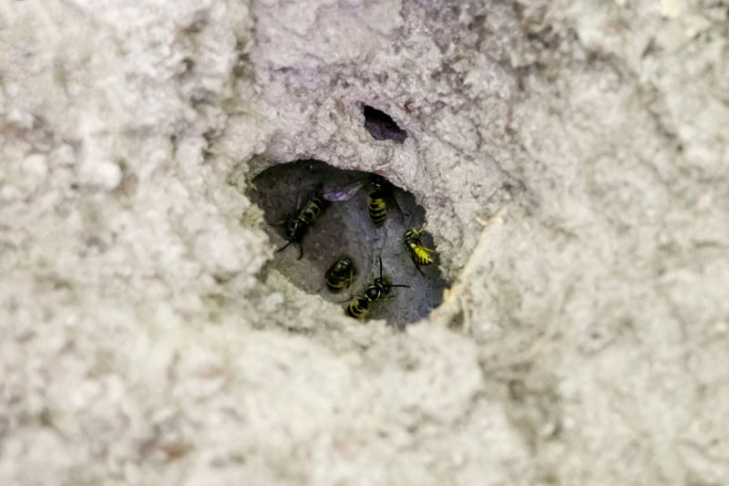 The Clues A Yellowjacket Nest Is Right Nearby