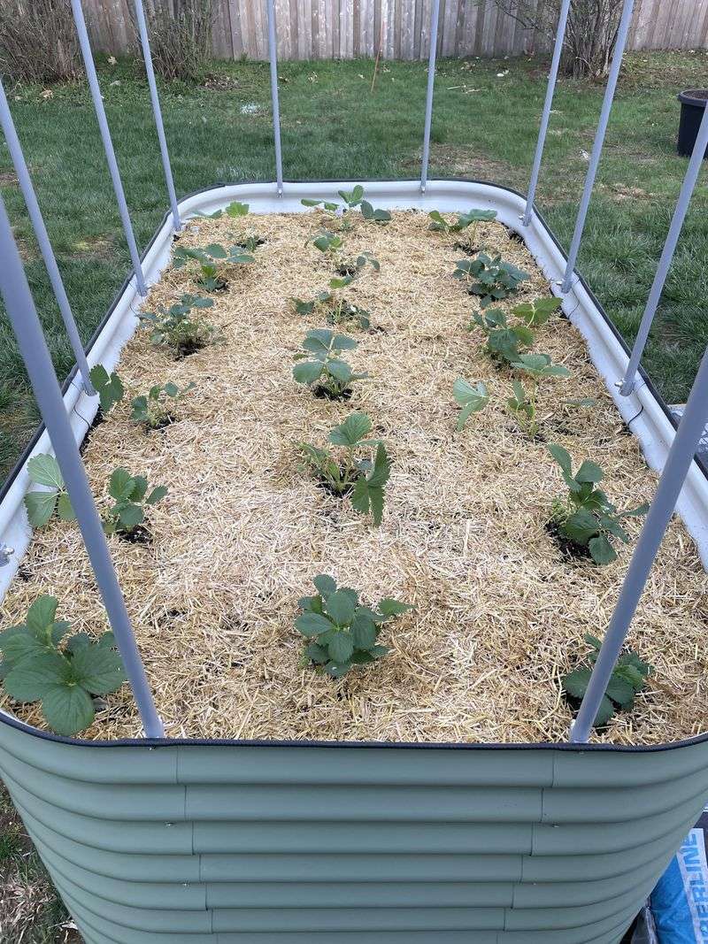 The Cold Rest Period Behind A Heavy Fruit Set The Cold Rest Period Behind A Heavy Fruit Set