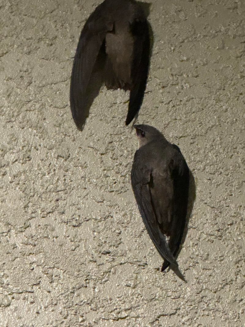 The Common Mistake Homeowners Make During Roosting Season